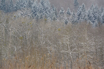 Winterlicher Wald