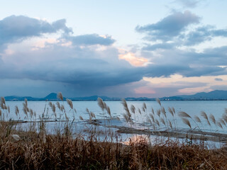 夕暮れの青空に風になびくススキ　冬の琵琶湖の夕暮れ