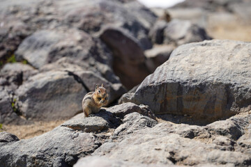 Un écureuil se nourrit sur un rocher