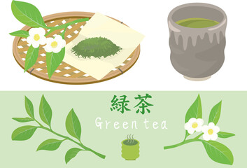 Vector illustration of green tea, dried tea leaves and fresh leaves.