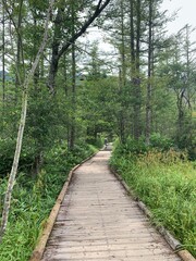 Fototapeta premium path in the forest