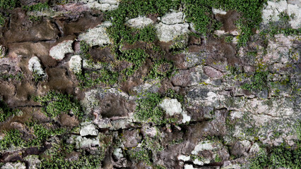 mossy old wood surface texture