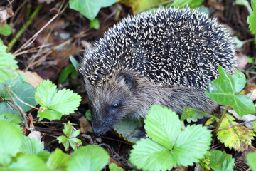 Nördlicher Weißbrustigel / Northern white-breasted hedgehog / Erinaceus roumanicus