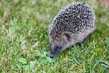Nördlicher Weißbrustigel / Northern white-breasted hedgehog / Erinaceus roumanicus
