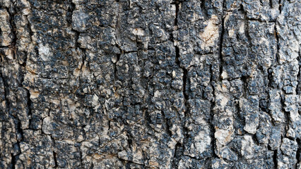 Wood texture background. Rough surface of old table with nature pattern. Black rustic wood for backdrop.