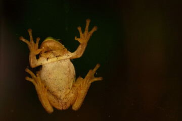 Grasfrosch / European common frog / Rana temporaria