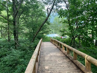 wooden bridge in the woods