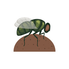 A green fly is sitting on a lump of manure .A flying insect on a turd. Image of a fly, side view. A sitting insect. Vector illustration isolated on a white background