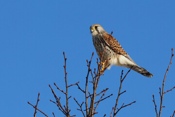 Turmfalke / Common kestrel / Falco tinnunculus