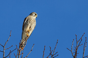 Turmfalke / Common kestrel / Falco tinnunculus