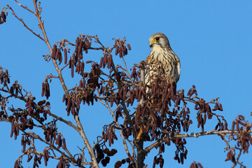 Turmfalke / Common kestrel / Falco tinnunculus