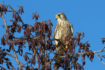 Turmfalke / Common kestrel / Falco tinnunculus