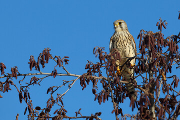 Turmfalke / Common kestrel / Falco tinnunculus