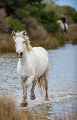 Obraz na płótnie Canvas White Camargue Horse galloping through water. Parc Regional de Camargue - Provence, France
