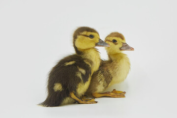 Two small newborn duckling yellow - brown on a pure white background. Concept of agro-industrial complex and agriculture