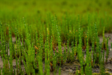 Queller essbares Seegras
