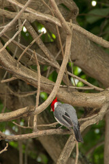 Red-crested cardinal