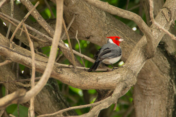 Red-crested cardinal