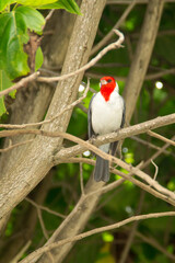 Red-crested cardinal