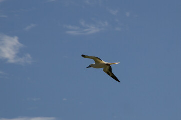 Red-footed booby