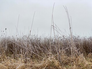 Obraz premium Trockenes Gras mit Raureif überzogen auf ebener Anhöhe, Himmel, 