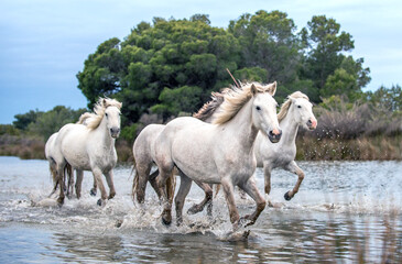 Obraz premium White Camargue Horses galloping through water. Parc Regional de Camargue - Provence, France