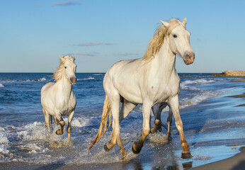 Obraz na płótnie Canvas White Camargue horses galloping on the blue water of the sea with splashes and foam. France.