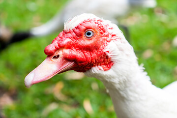 White muscovy duck with red face. Close up on green grass farm backyard