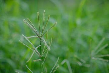 Grass flowers blooming 