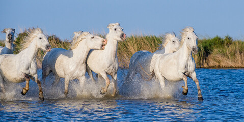 White Camargue horses galloping on the blue water of the sea with splashes and foam. France. - obrazy, fototapety, plakaty