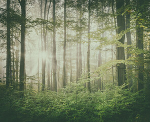 Sunny Foggy Forest in Autumn, vintage FX