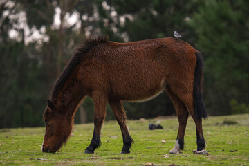 Fototapeta premium Wild horse eating with a bird in his back