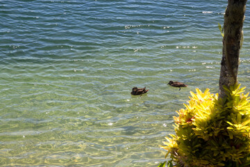 Ducks on Lake Barrine on the Atherton Tableland in Queensland, Australia