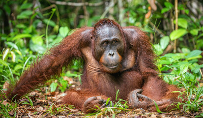 A close up portrait of the Bornean orangutan (Pongo pygmaeus). Wild nature. Central Bornean...