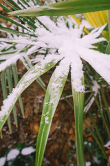 Obraz premium Abstract background of frozen green plants