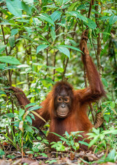 A close up portrait of the Bornean orangutan (Pongo pygmaeus). Wild nature. Central Bornean orangutan ( Pongo pygmaeus wurmbii ) in natural habitat. Tropical Rainforest of Borneo.