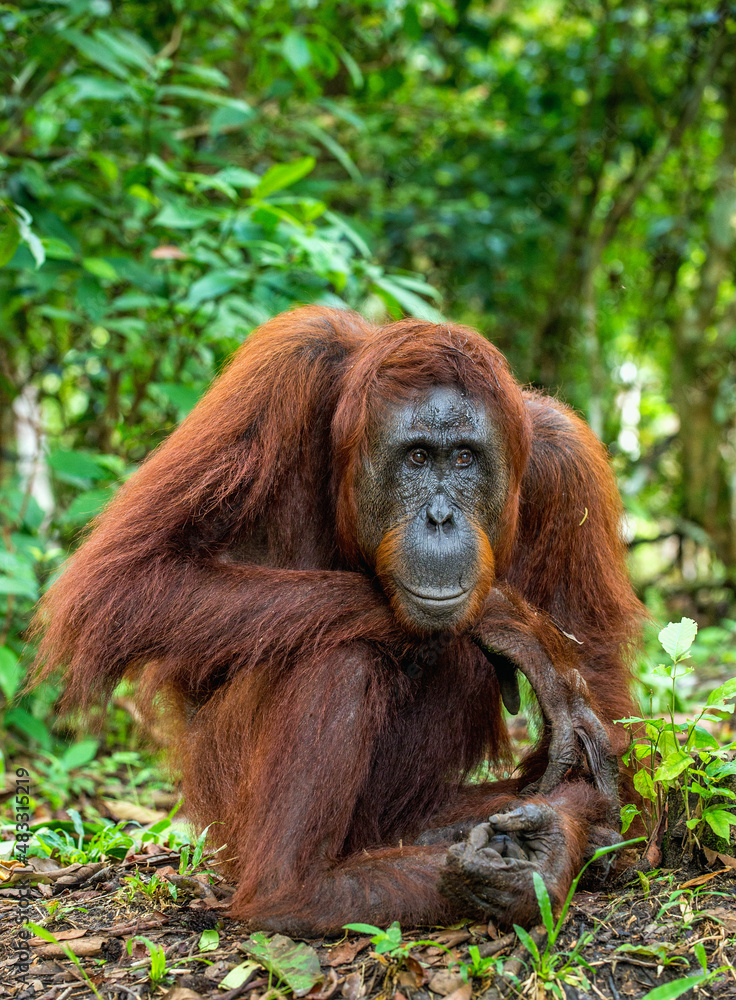 Canvas Prints a close up portrait of the bornean orangutan (pongo pygmaeus). wild nature. central bornean oranguta