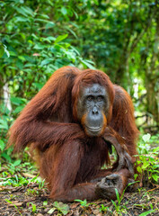 A close up portrait of the Bornean orangutan (Pongo pygmaeus). Wild nature. Central Bornean orangutan ( Pongo pygmaeus wurmbii ) in natural habitat. Tropical Rainforest of Borneo.