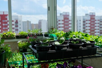 Seedlings on the balcony. Gardening. Shoots and plants, growing,windowsill.  - obrazy, fototapety, plakaty