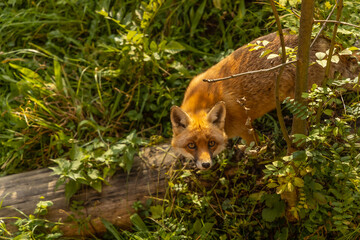 very attentive fox
orange fox pure wild nature