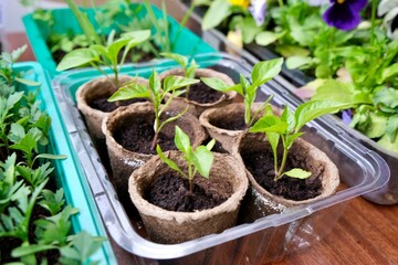 Seedlings on the balcony. Gardening. Shoots and plants, growing,windowsill. 