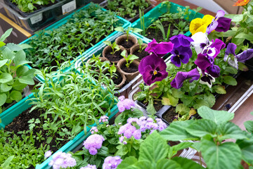 Seedlings on the balcony. Gardening. Shoots and plants, growing,windowsill. 