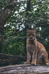 lynx without fear
lynx in the forest, wild life