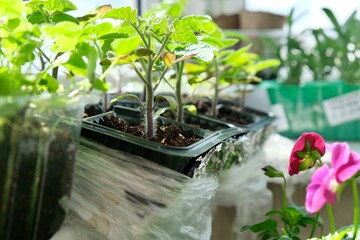 Seedlings on the balcony. Gardening. Shoots and plants, growing,windowsill. 