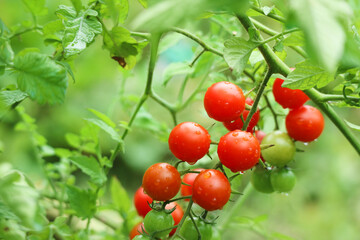 Close up of green and red ripe cherry tomatoes with branches on tree and drop of water with it vibrant colorful leaves