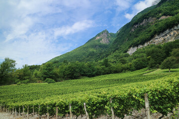 Fototapeta na wymiar A scenic landscape of French vineyard at the foot of mountain and brighten blue sky with scenic greenery of trees and leave in nature during summer time