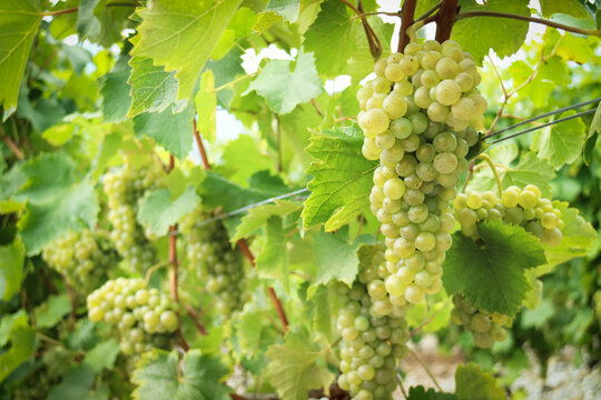 Close up of ripe white grapevine in French vineyard with branches and green leaves on its tree in greenery nature