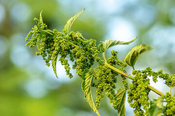 Eating Nettle Seeds. common nettle, stinging nettle or nettle leaf, Nettles from Herb Farm . exclusive larval food understory plant in wetter environments, meadows.