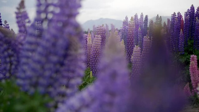 Beautiful Purple Flowers in a field with mountains and hills in the background, closeup.