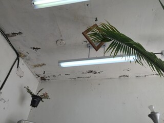 Fototapeta 식물들과 정류장 의자를 활용한 인테리어 / Interior using plants and bus stop chairs. obraz